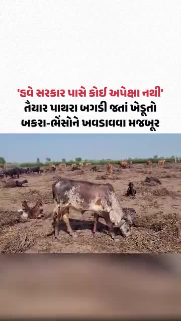 Savarkundlaના આંબરડી ગામમાં તૈયાર પાથરા બગડી જતાં ખેડૂતોએ બકરા ભેંસોને ખવડાવી દીધા | Gujarat Samachar